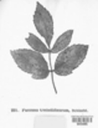 Puccinia tumida image